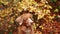 Nova Scotia Duck Tolling Retriever in Autumn. A dog stands amidst vibrant fall foliage