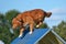 Nova Scotia Duck Tolling Retriever at a Dog Agility Trial