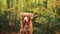 Nova Scotia Duck Tolling Retriever dog attentively sitting amidst vibrant autumn forest foliage on a serene woodland