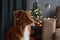 A Nova Scotia Duck Tolling Retriever dog at decorated Christmas tree