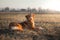 Nova Scotia Duck Tolling Retriever Dog in the field. Pet for a walk,