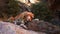 A Nova Scotia Duck Tolling Retriever dog lies behind a rock