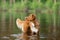 Nova Scotia Duck Tolling Retriever Dog plays in the water. Pet at the lake. Animal in nature