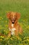 Nova scotia duck tolling retriever dog sitting in a flower field