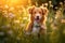 Nova scotia duck tolling retriever dog sitting in meadow field surrounded by vibrant wildflowers and grass on sunny day ai