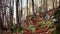 A Nova Scotia Duck Tolling Retriever dog stands alert in the lush forest