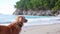 A Nova Scotia Duck Tolling Retriever observes the ocean from a sandy beach