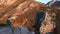 A Nova Scotia Duck Tolling Retriever perches on a rocky mountain path