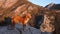 A Nova Scotia Duck Tolling Retriever perches on a rocky mountain path