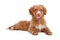 Nova Scotia Duck Tolling Retriever puppy