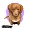 Nova Scotia duck tolling retriever puppy Canadian pet digital art