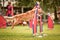 Nova scotia duck tolling retriever is running  agility