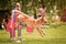 Nova scotia duck tolling retriever is running  agility slalom.