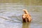 Nova Scotia Duck Tolling Retriever swimming in murky water