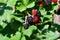 Novaci blackberries are red and tart fruits at first, purple and sweet when ripe