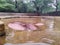 November 2nd 2019 New Delhi India. hippopotamus, also called the hippo, inside water pond at new Delhi Zoo