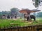 November 2nd 2019. New Delhi India. A pair of Asian Elephants under shade at the Delhi zoo