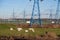 November 9, 2020, Moscow. Goats grazing under the power line, landscape