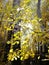 November Sunny birch grove