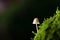 November white Forrest Mushroom on moss