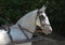 Novi Sad, Serbia, 20.05.2018 Fair, horse ready for competition