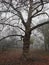 Novi Sad Serbia Danube park tree in winter