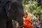 Novices or monks and elephants. Novice Thai standing and big elephant with forest background. , Tha Tum District, Surin, Thailand