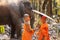 Novices or monks spread a red umbrella and elephants. Two novice Thai standing and big elephant with forest background. , Tha Tum