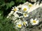 Novigrad, Croatia,butterfly, daisies, field, beautiful ,seafront, town,rich, history