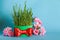 Novruz. Nowruz celebration. Wheat grass, spring flower on blue background, Copy space. Spring equinox greeting card