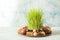 Novruz traditional tray with green wheat grass semeni or sabzi, sweets and dry fruits pakhlava on white background. Spring equinox