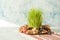 Novruz traditional tray with green wheat grass semeni or sabzi, sweets and dry fruits pakhlava on white background. Spring equinox