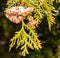 Now squall covered  scale leaf evergreen conifer cones