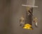 And Now There Are Three--American Goldfinches Feeding in the Rain