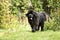 Nowofundland dog in autumn garden. Portrait of a black dog in th