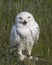 Nowy Owl Canadian Raptor Conservancy Port Huron Ontario Canada