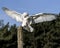 Nowy Owl Canadian Raptor Conservancy Port Huron Ontario Canada