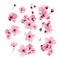 NSpring sakura cherry blooming flowers, pink petals and branches set.