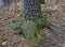 Nubby and rough tree trunk base covered with moss, orange leaves