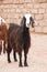 Nubian Folded Goat