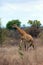 The Nubian giraffe ,Giraffa camelopardalis camelopardalis, on the savannah. Big giraffe male among yellow grass