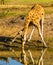 Nubian giraffe standing in a funny split pose while drinking water from the lake, Critically endangered animal specie from Africa