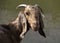 Nubian goat.