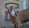 Nubian goat with long ears smeared its muzzle in milk funny animal