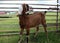 Nubian goat near the fence on the green grass