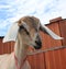 Nubian goat with white ears looks straight out of the muzzle funny