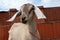 Nubian goat with white ears looks straight out of the muzzle funny