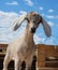 Nubian goat with white ears looks straight out of the muzzle funny