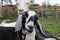 Nubian goats cuddle farm animals make friends together