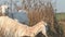 Nubian goats family grazing at pasture at sunny evening . summer. rural life